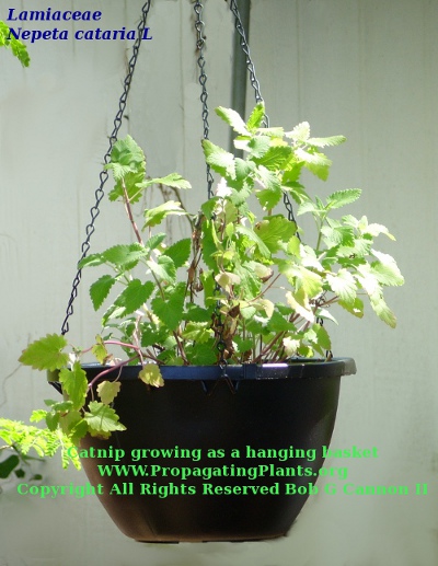 How To Propagate Plants Start
